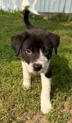 Squirt - Mixed Breed available for adoption at Bright Eyes Dog Rescue in Regina