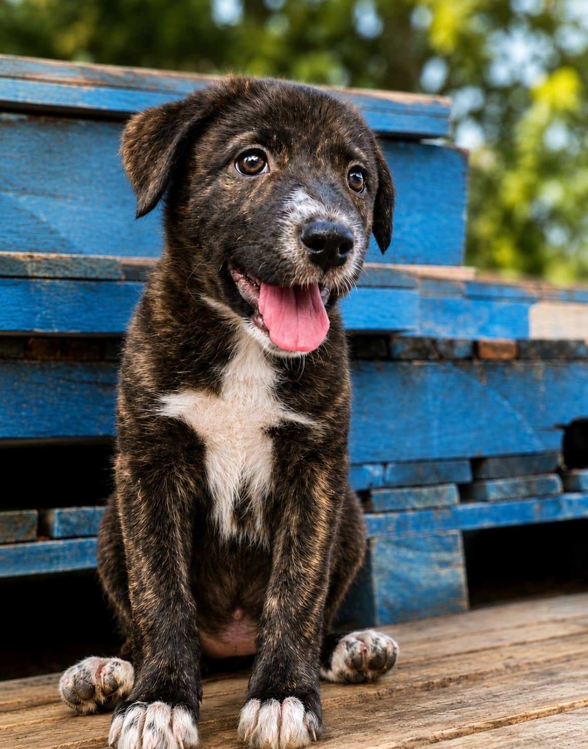 Tango - Mixed Breed available for adoption at Bright Eyes Dog Rescue in Regina