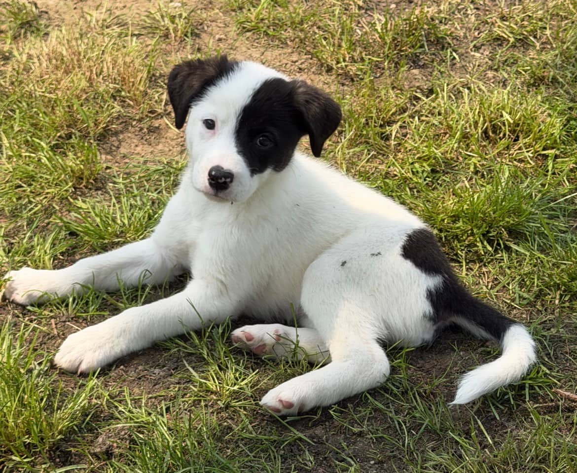 Mountain Dew - Mixed Breed available for adoption