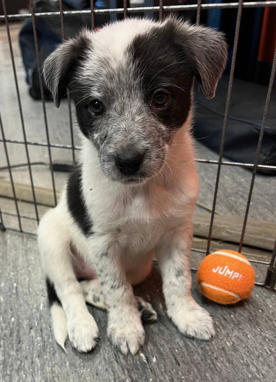 Fresca - Mixed Breed available for adoption at Bright Eyes Dog Rescue in Regina