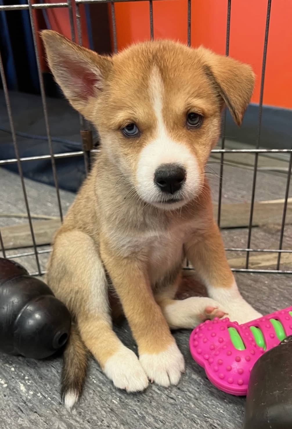 Fanta - Mixed Breed available for adoption at Bright Eyes Dog Rescue in Regina