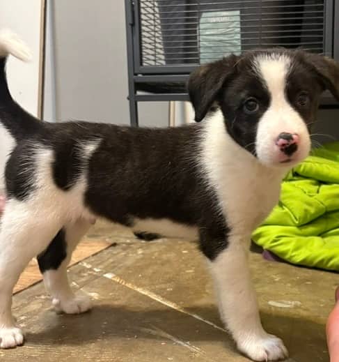 Jones Soda - Mixed Breed available for adoption
