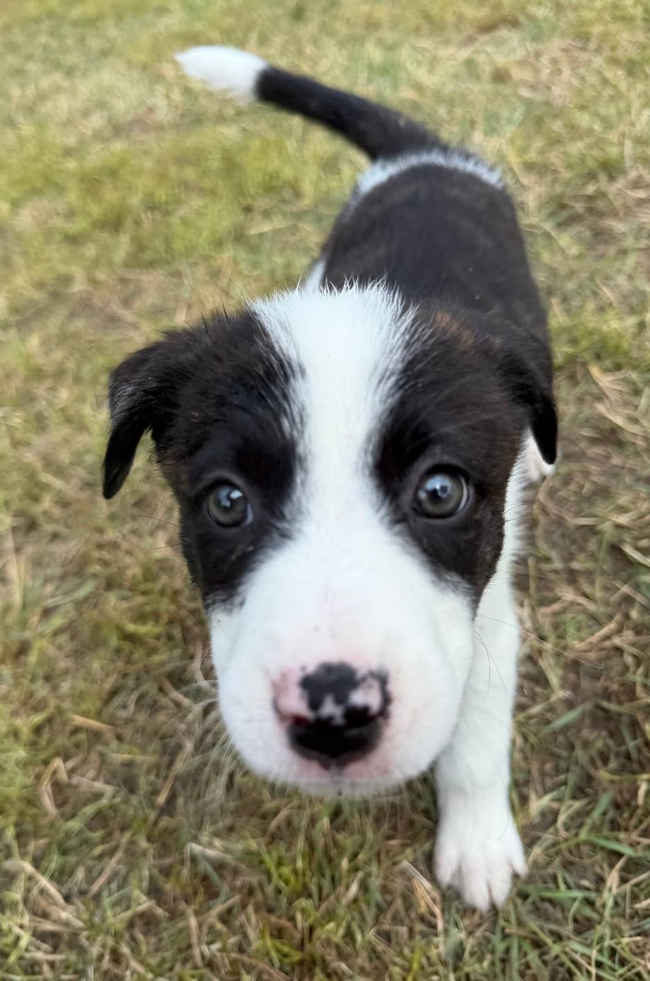 Ginger Ale - Mixed Breed available for adoption at Bright Eyes Dog Rescue in Regina
