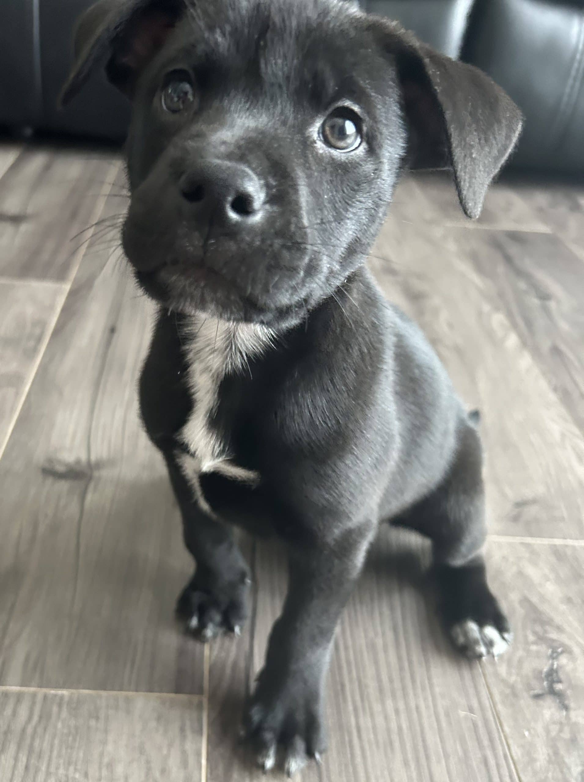Mug - Mixed Breed available for adoption at Bright Eyes Dog Rescue in Regina