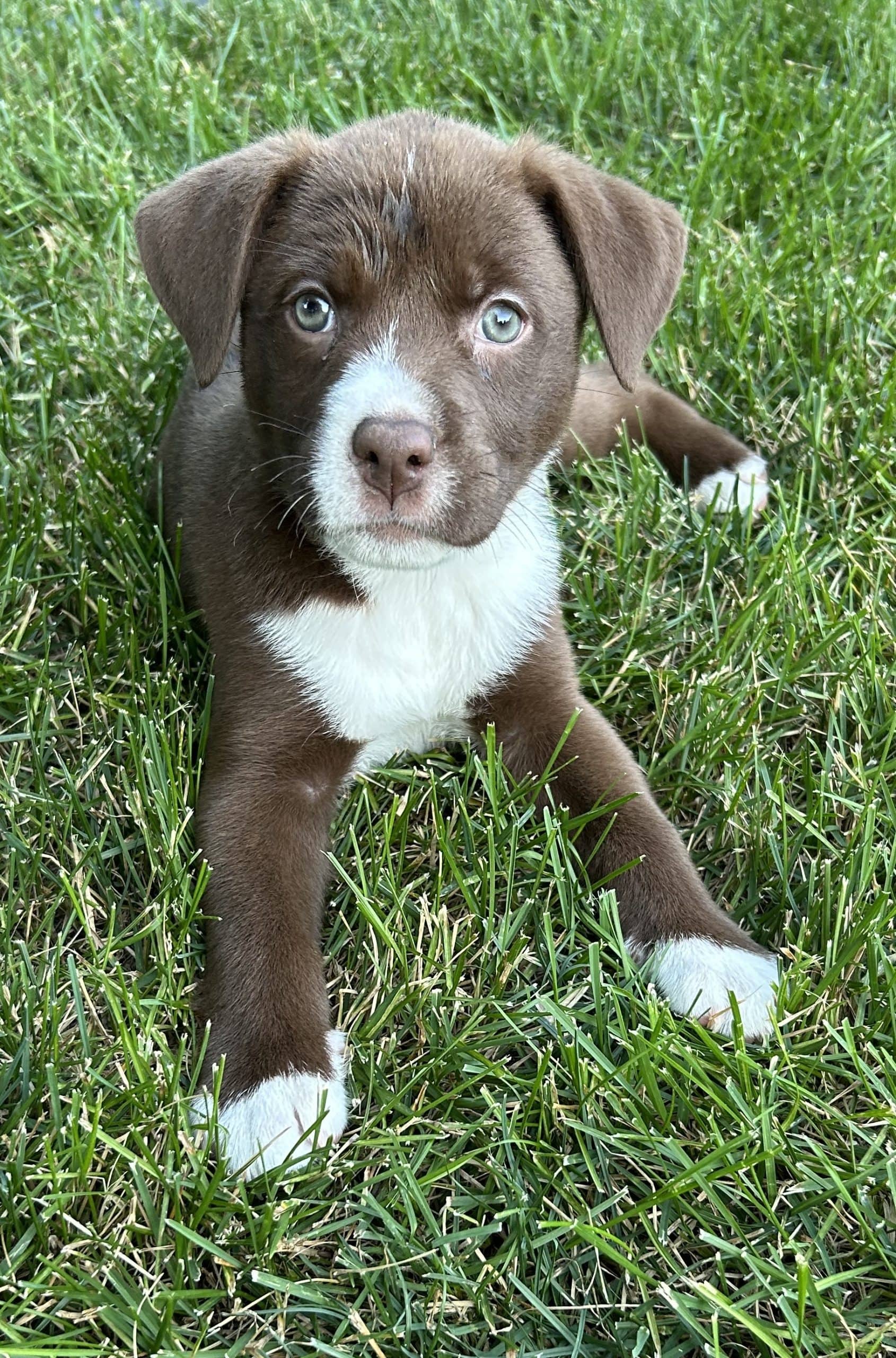 Crush - Mixed Breed available for adoption at Bright Eyes Dog Rescue in Regina
