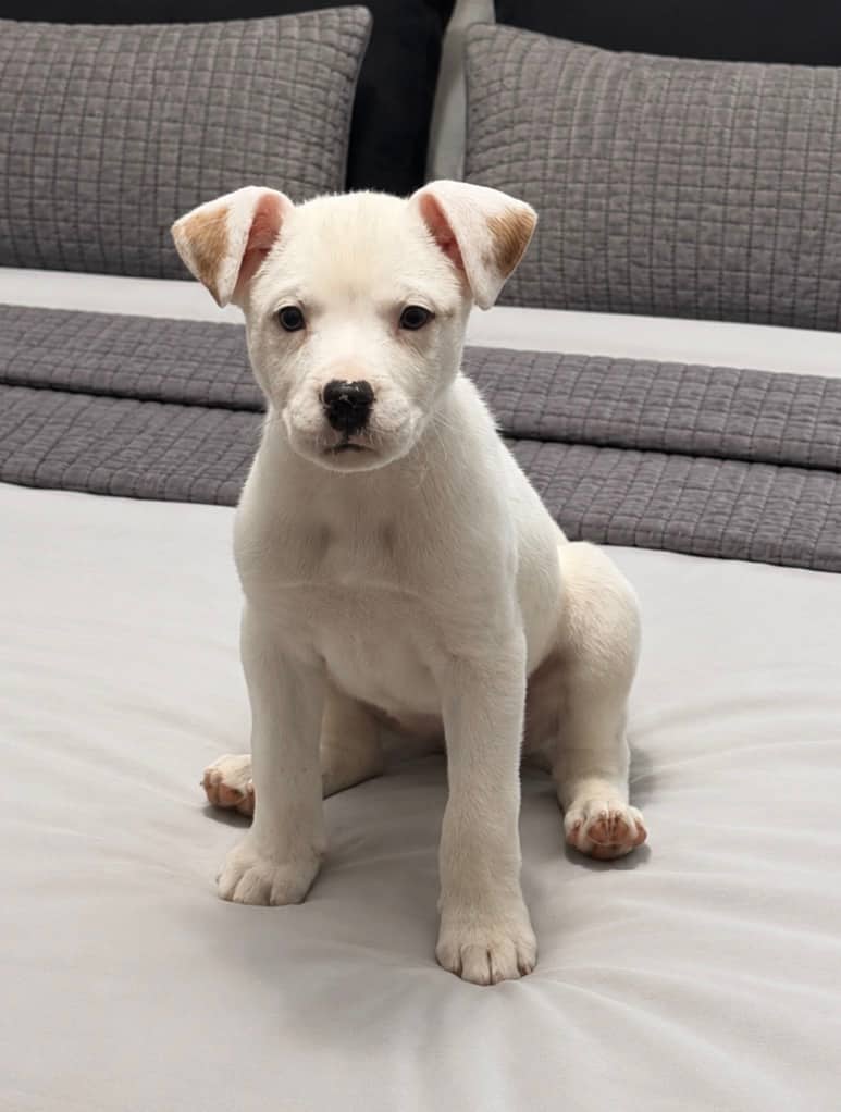 Sprite - Mixed Breed available for adoption at Bright Eyes Dog Rescue in Regina