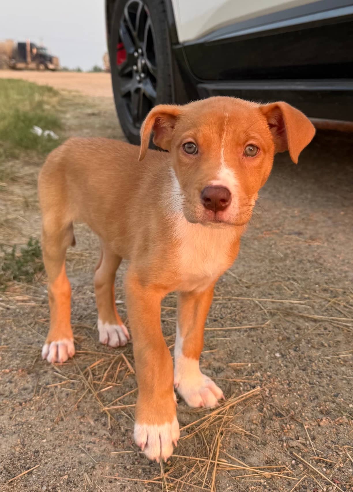 Barq’s - Mixed Breed available for adoption at Bright Eyes Dog Rescue in Regina
