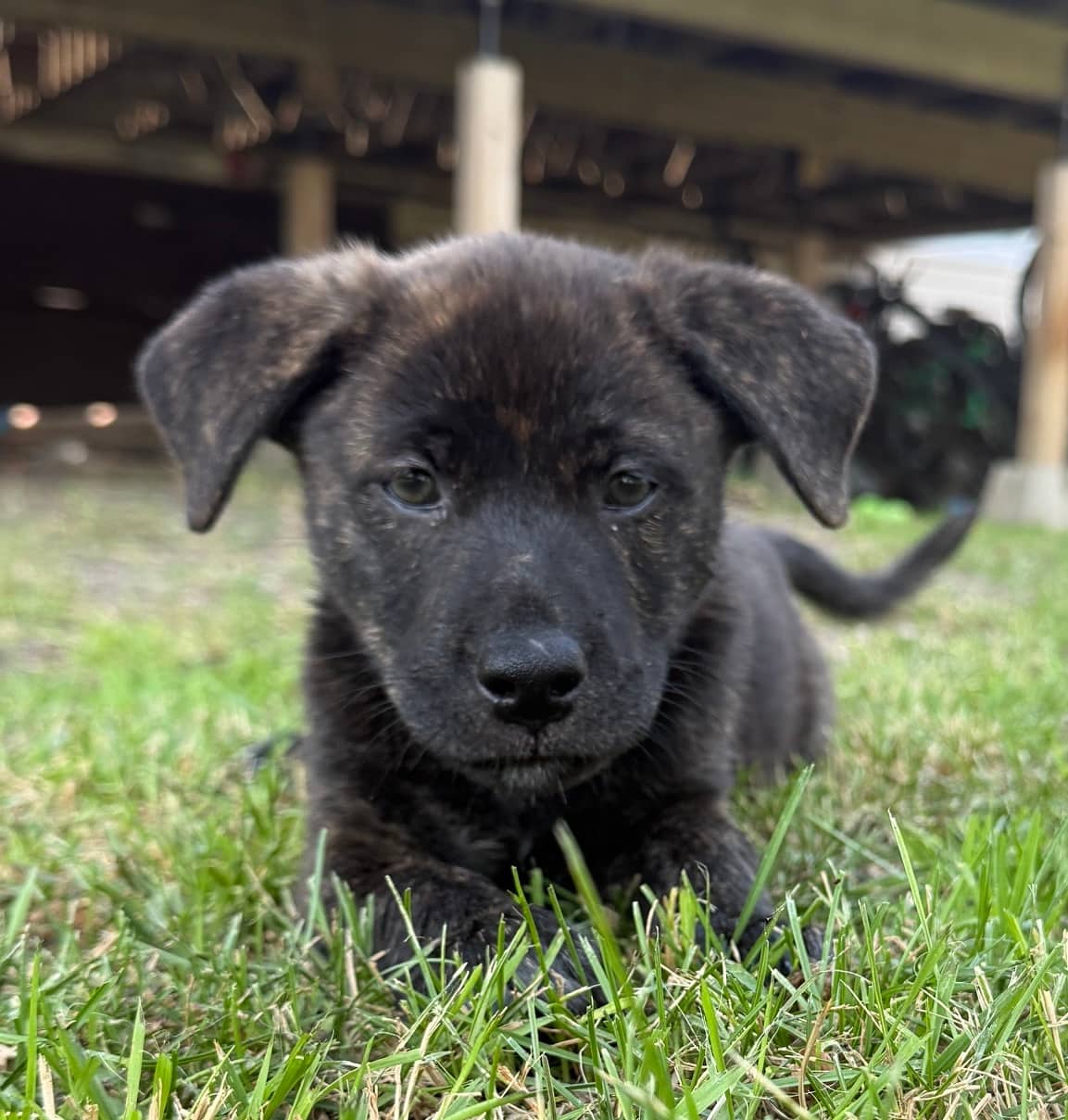 Brio - Mixed Breed available for adoption