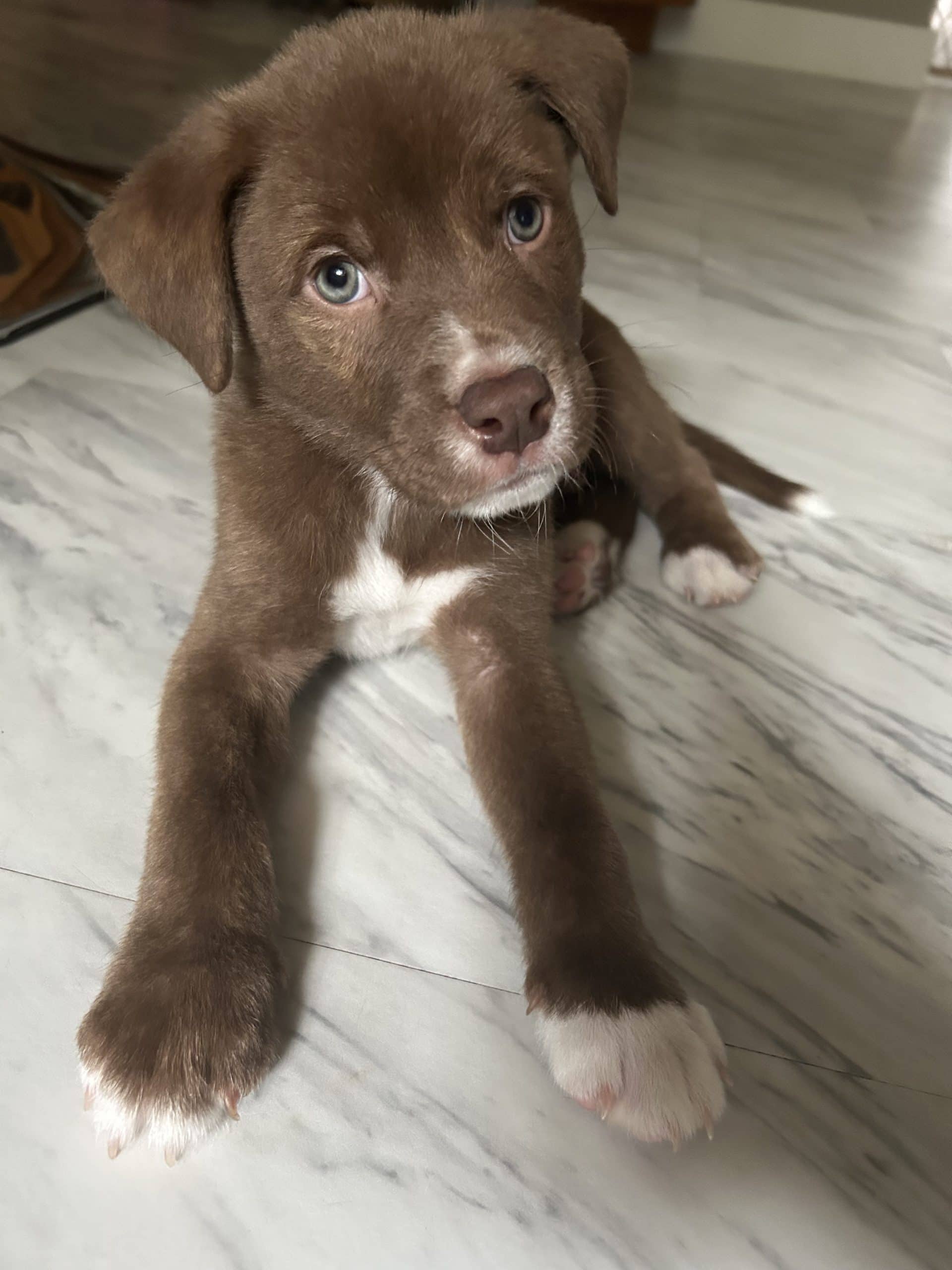 Dr. Pepper - Mixed Breed available for adoption at Bright Eyes Dog Rescue in Regina