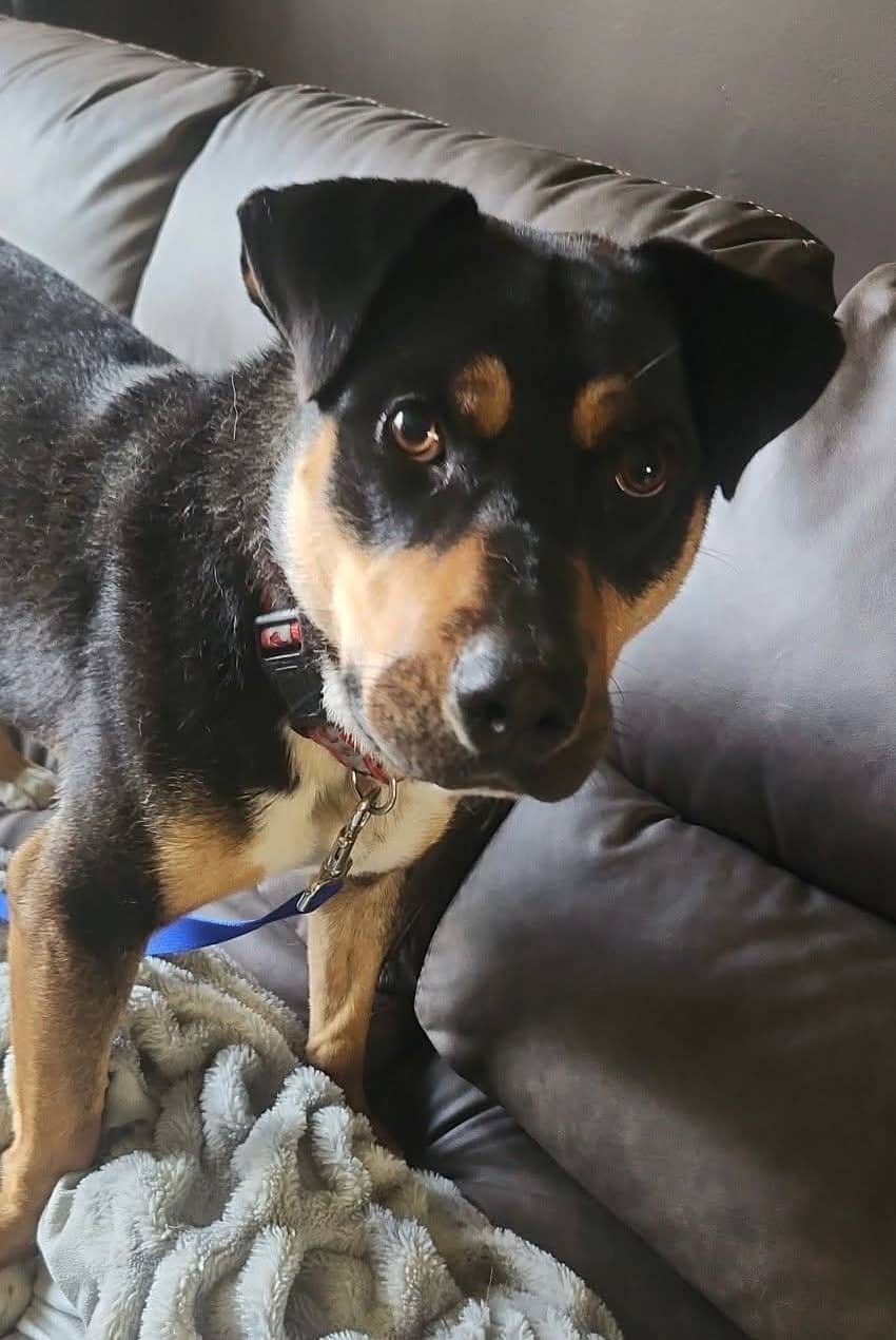 Henry - Rottweiler Mix available for adoption at Bright Eyes Dog Rescue in Regina