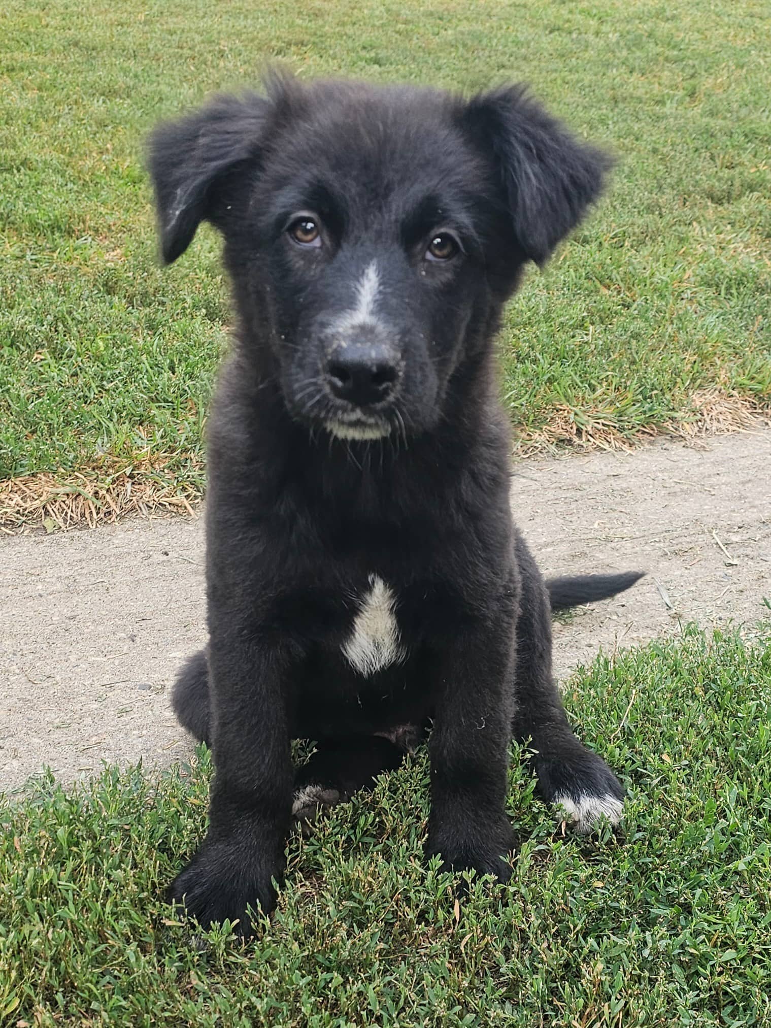 Cosmo - Mixed Breed available for adoption at Bright Eyes Dog Rescue in Regina