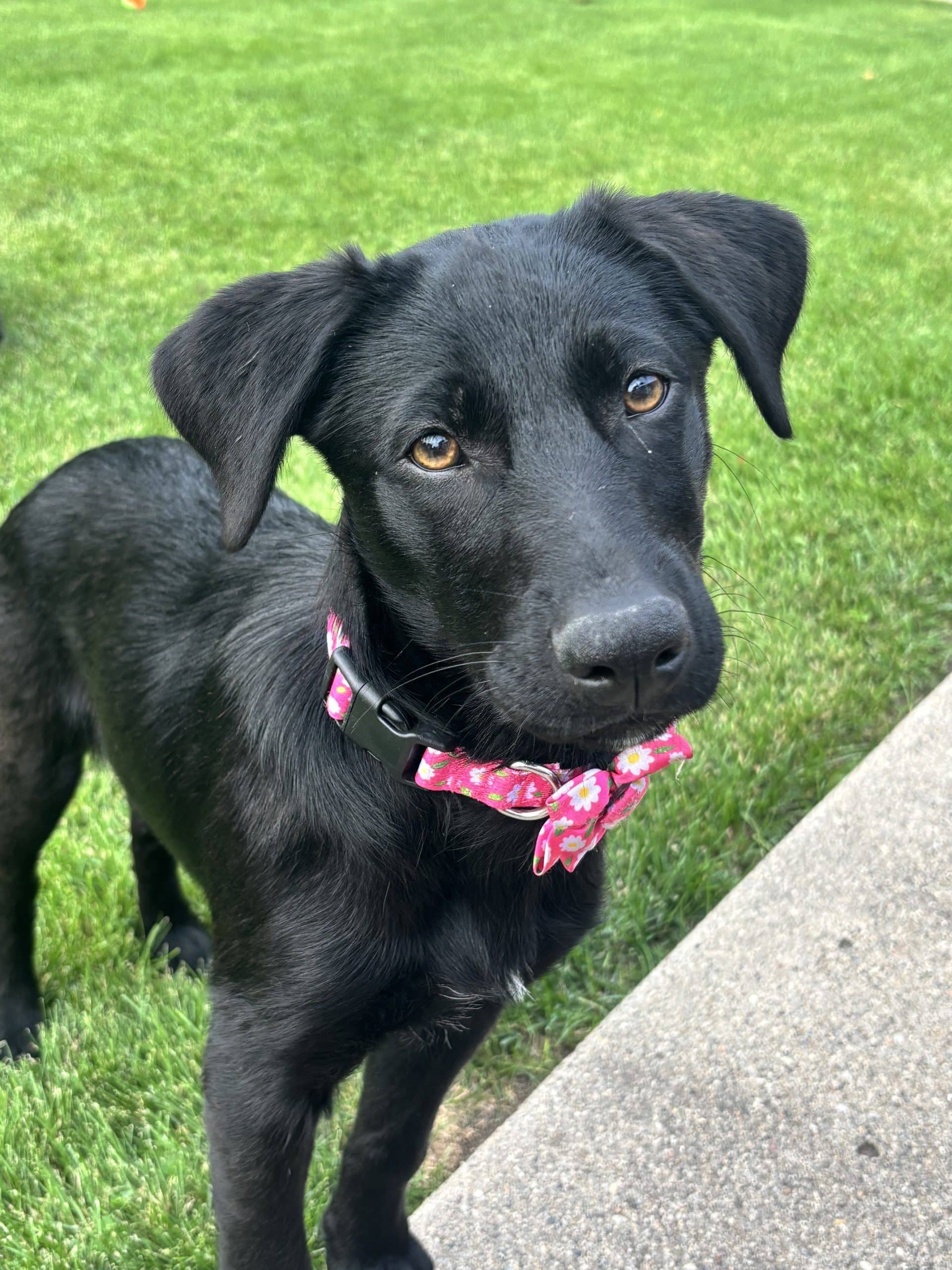 Dottie - Mixed Breed available for adoption