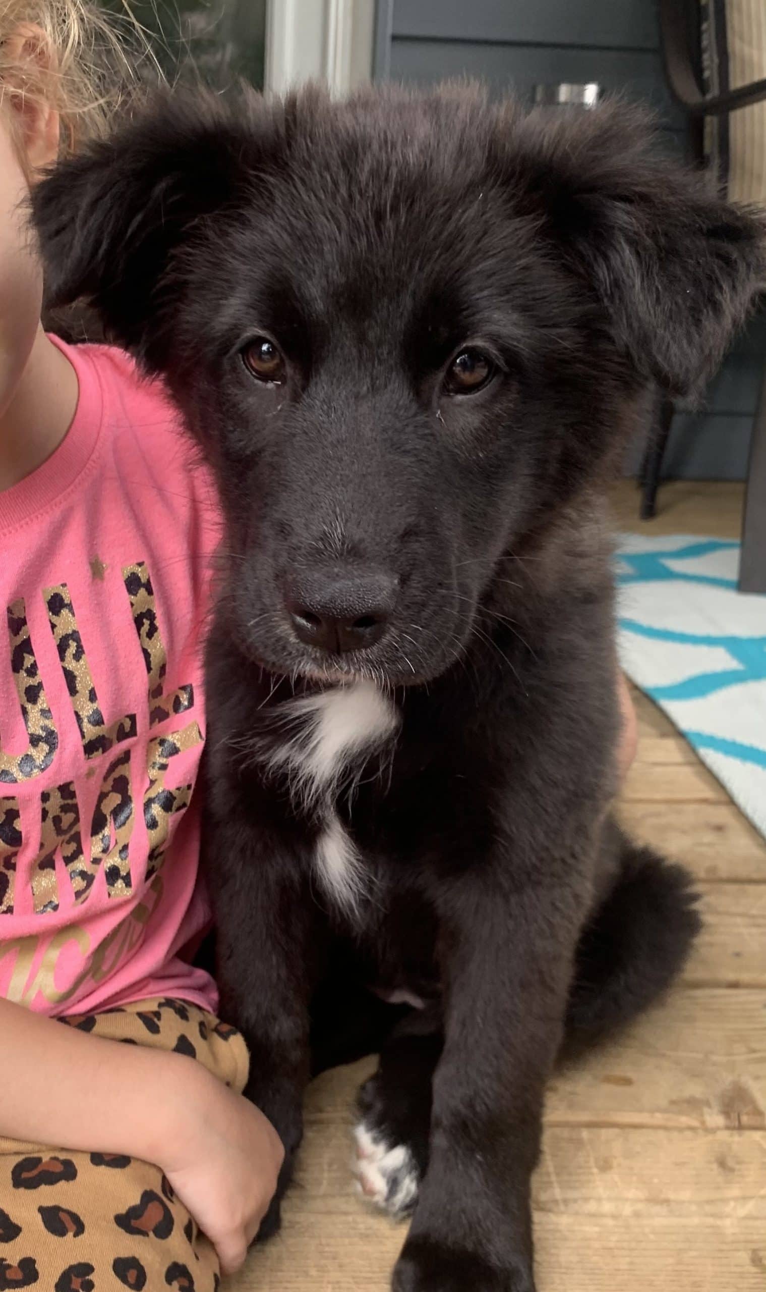 Billy Buttons - Mixed Breed available for adoption
