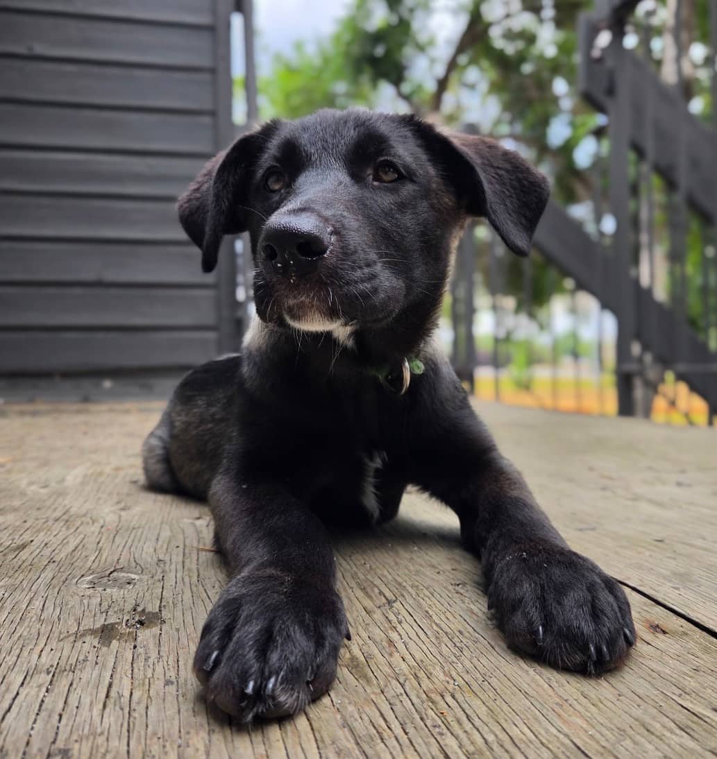 Lily - Mixed Breed available for adoption at Bright Eyes Dog Rescue in Regina