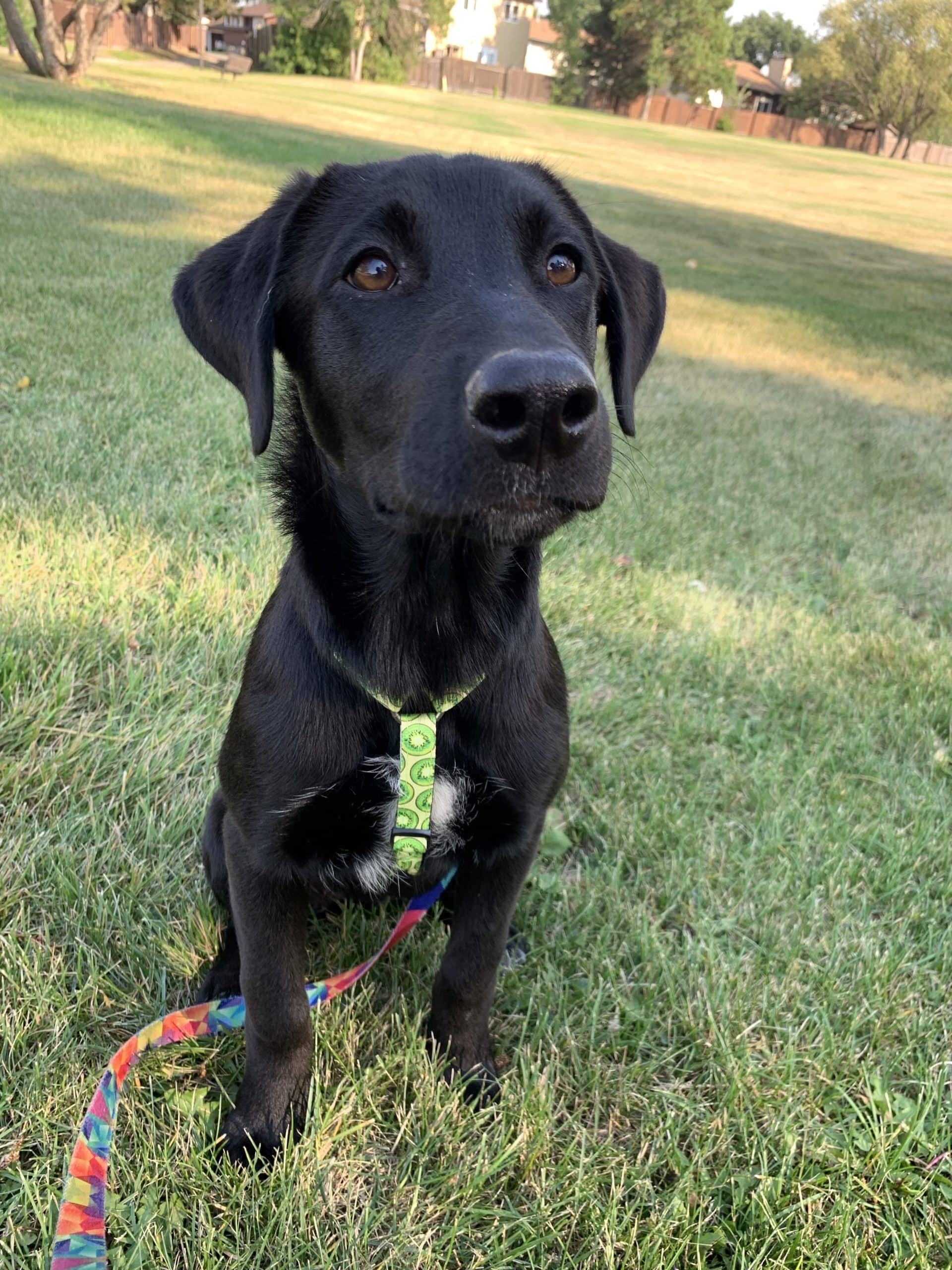 Marla - Mixed Breed available for adoption