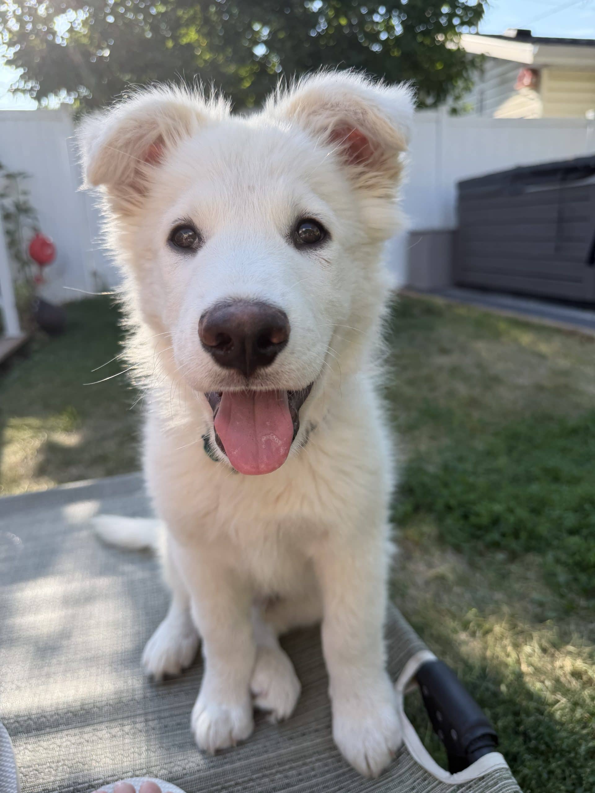 Yarrow - Mixed Breed available for adoption