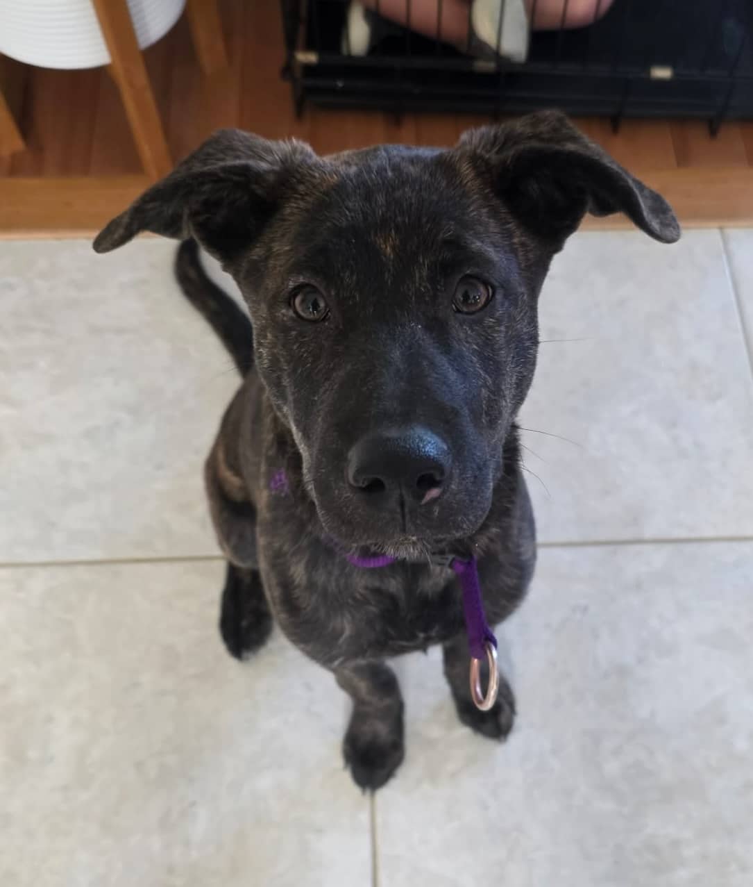 Brio - Pitbull/Shepherd Mix available for adoption