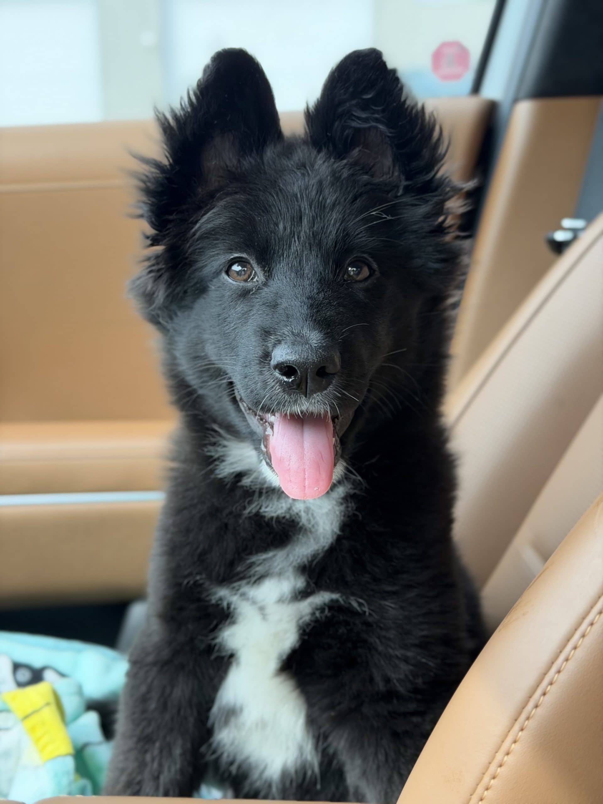 Rosie - Shepherd Mix available for adoption at Bright Eyes Dog Rescue in Regina