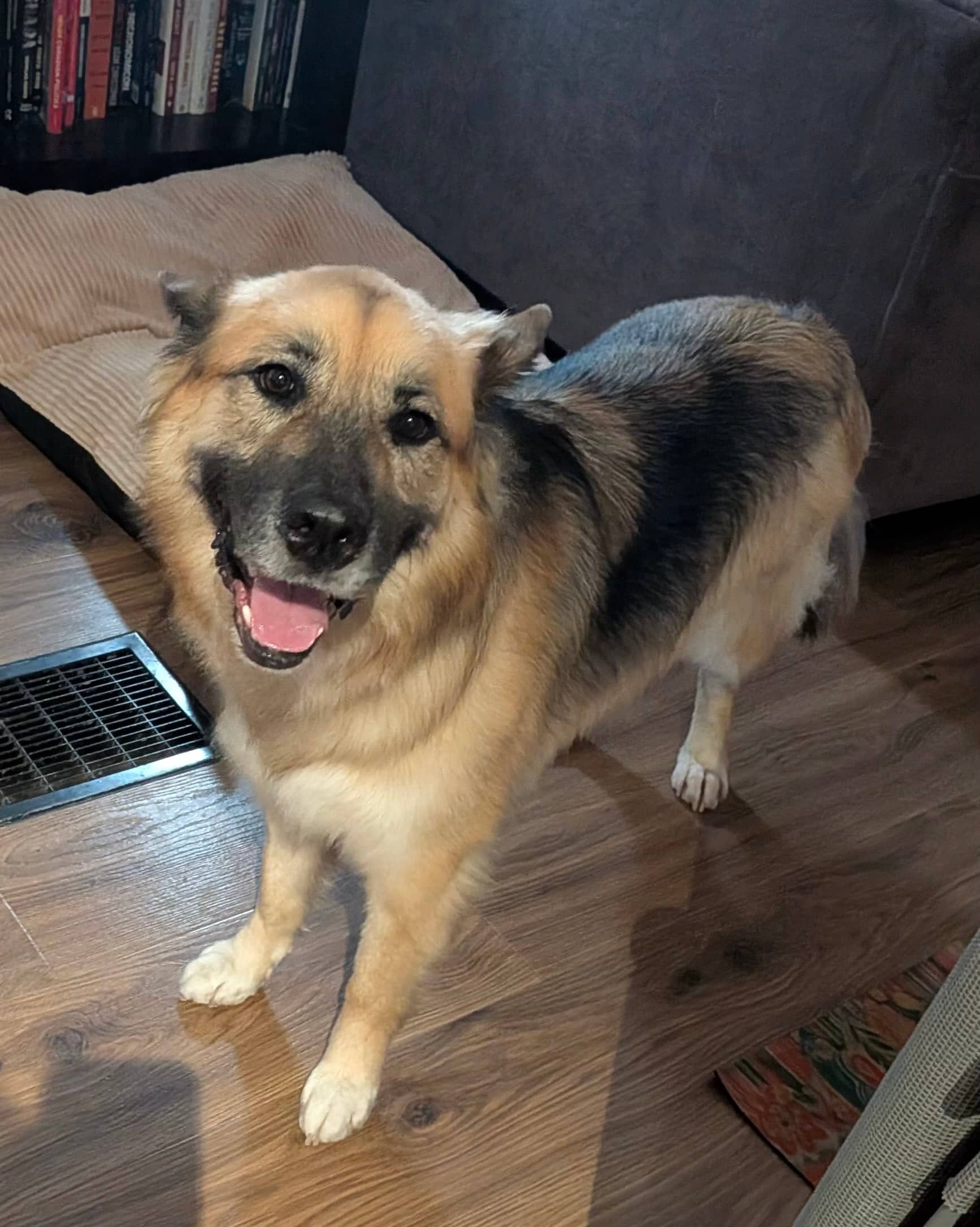 Codie - Husky/Retriever Mix available for adoption
