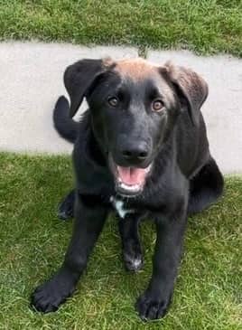 Ernie - Lab Mix available for adoption at Bright Eyes Dog Rescue in Regina