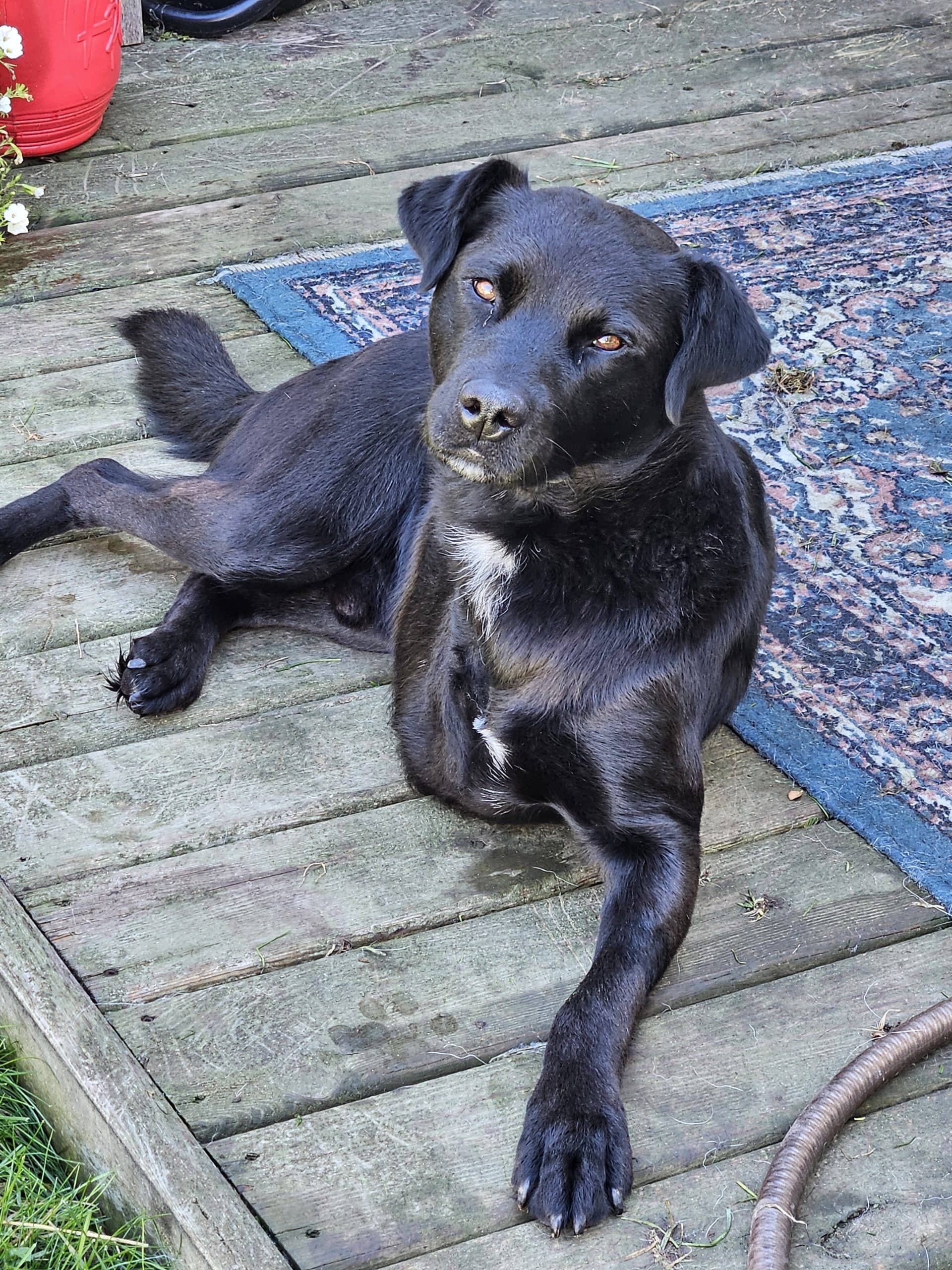 Abraham - Black Labrador Retriever available for adoption at Bright Eyes Dog Rescue in Regina