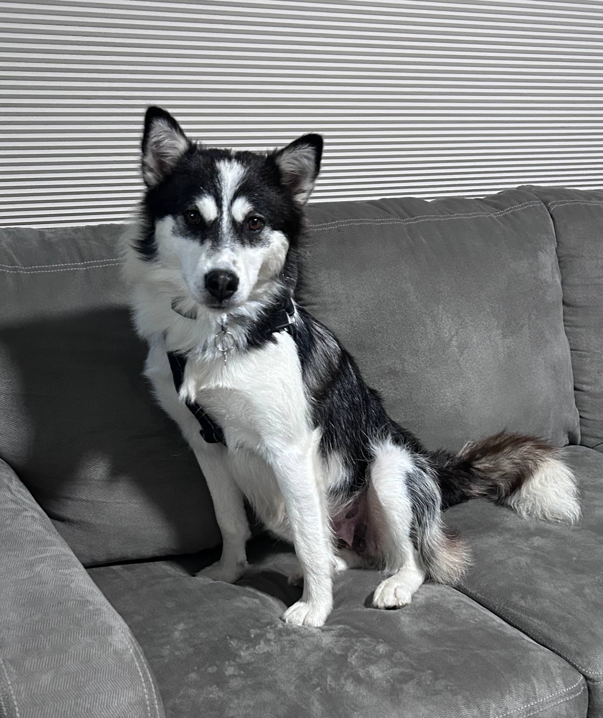 Mouse - Husky Mix available for adoption at Bright Eyes Dog Rescue in Regina
