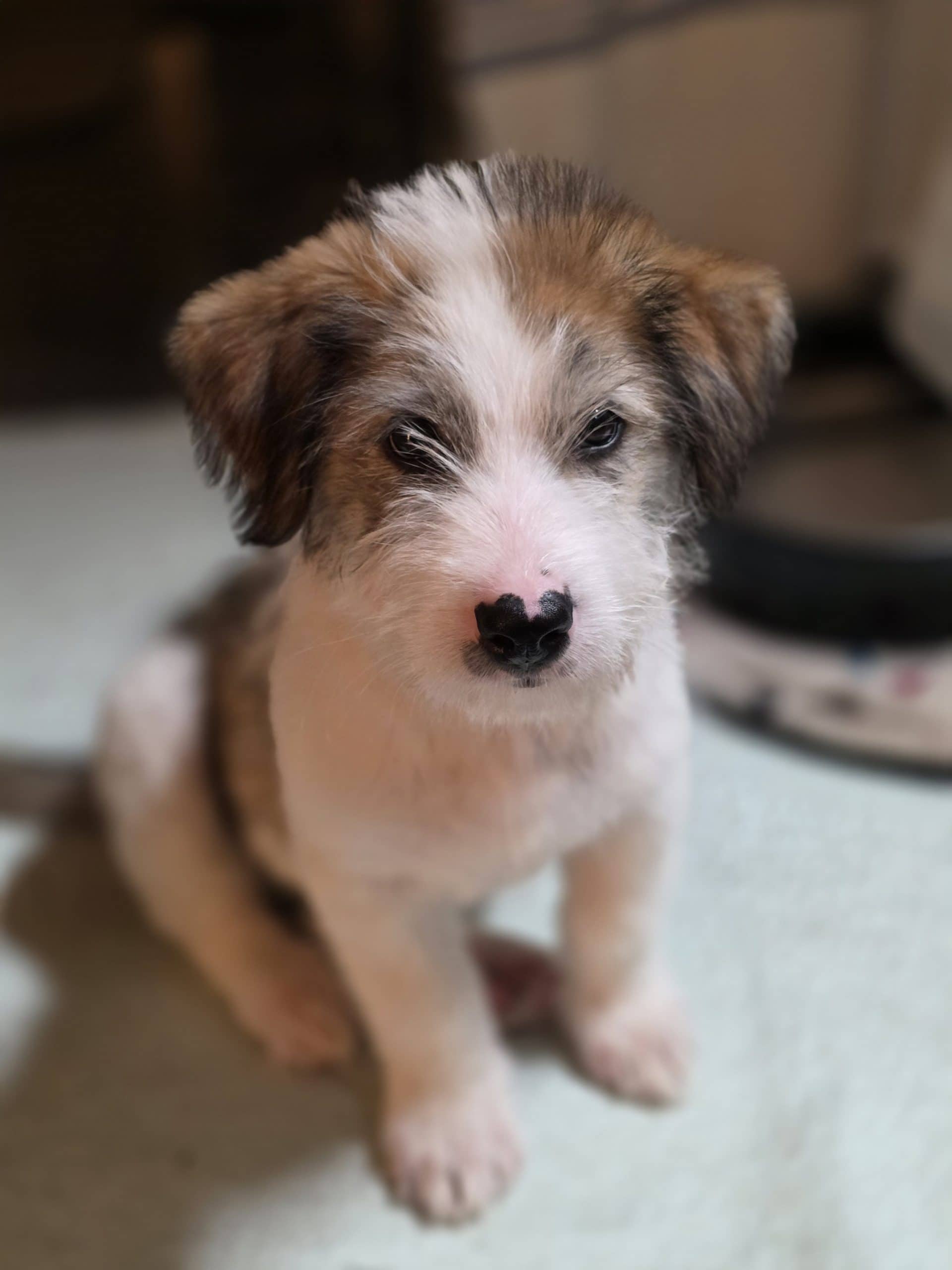 Houdini - Husky/Terrier Mix available for adoption at Bright Eyes Dog Rescue in Regina