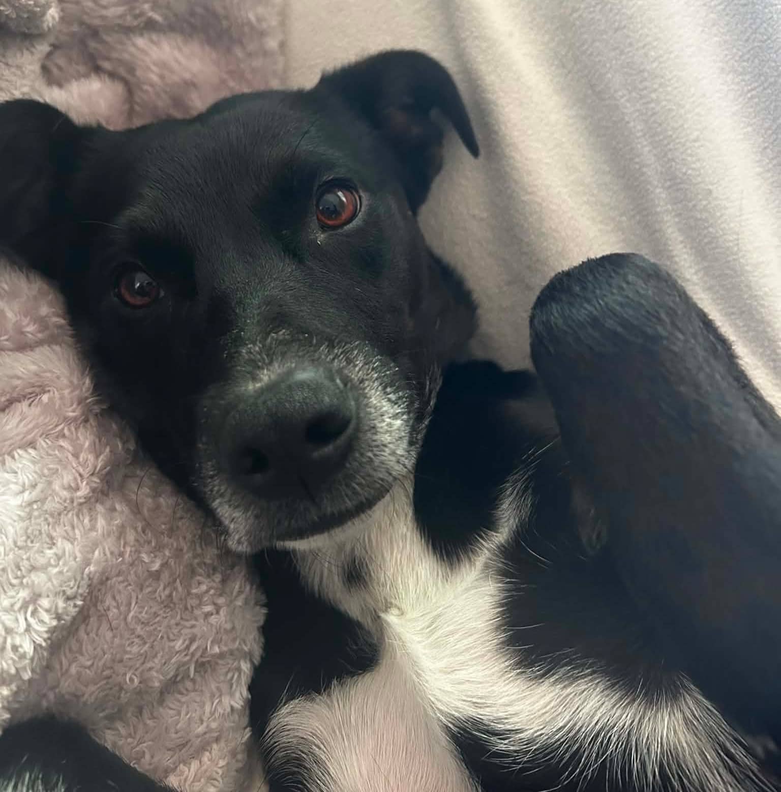Koba - Lab/Collie Mix available for adoption at Bright Eyes Dog Rescue in Regina