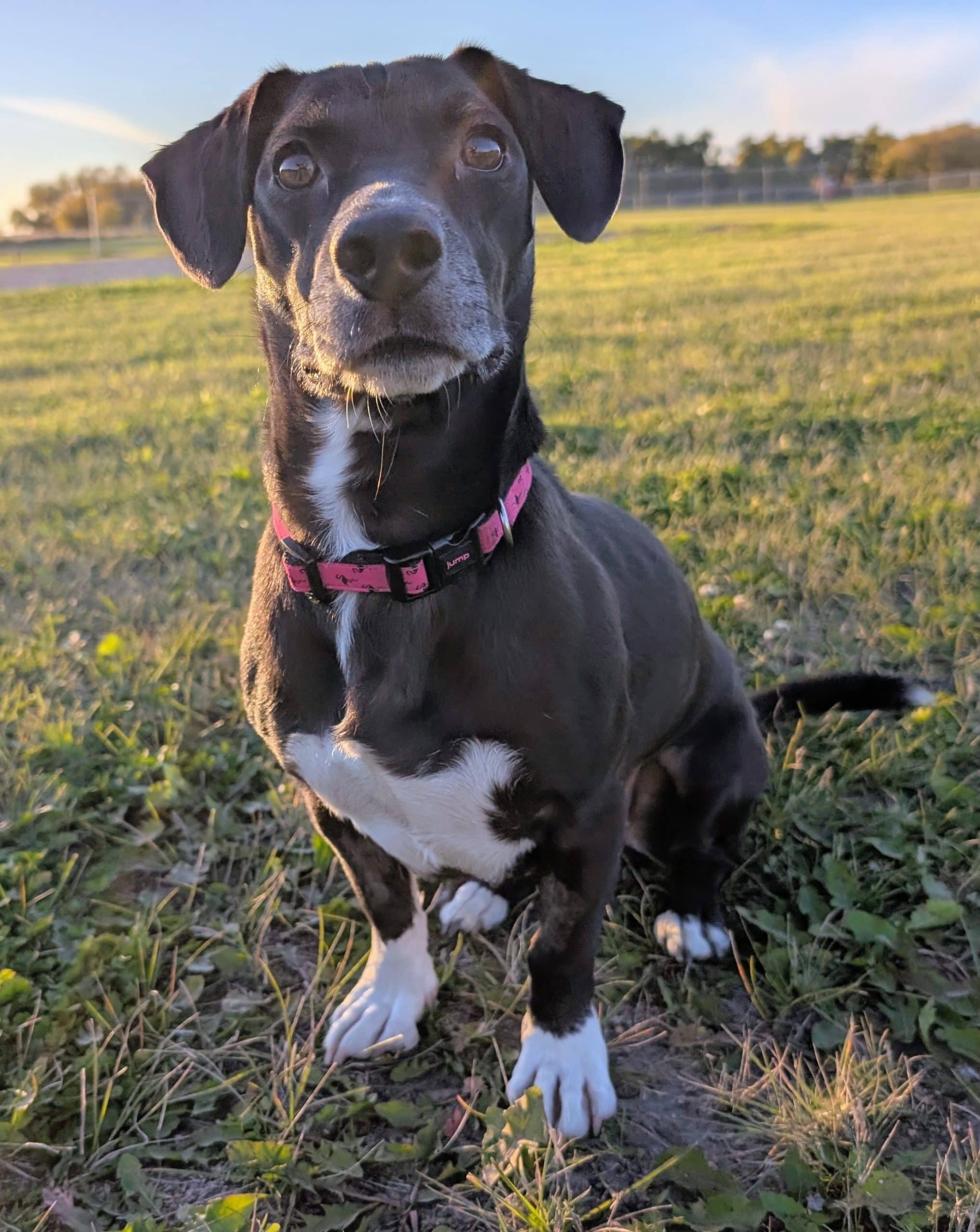 Eldy - Lab/Standard Dachshund Mix available for adoption at Bright Eyes Dog Rescue in Regina