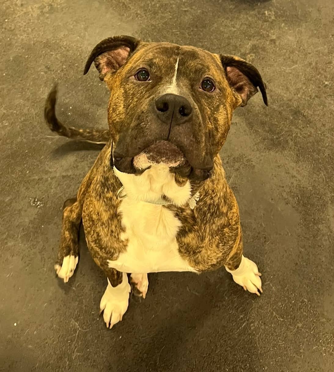 Birmingham - Staffordshire/Bull Terrier Mix available for adoption at Bright Eyes Dog Rescue in Regina