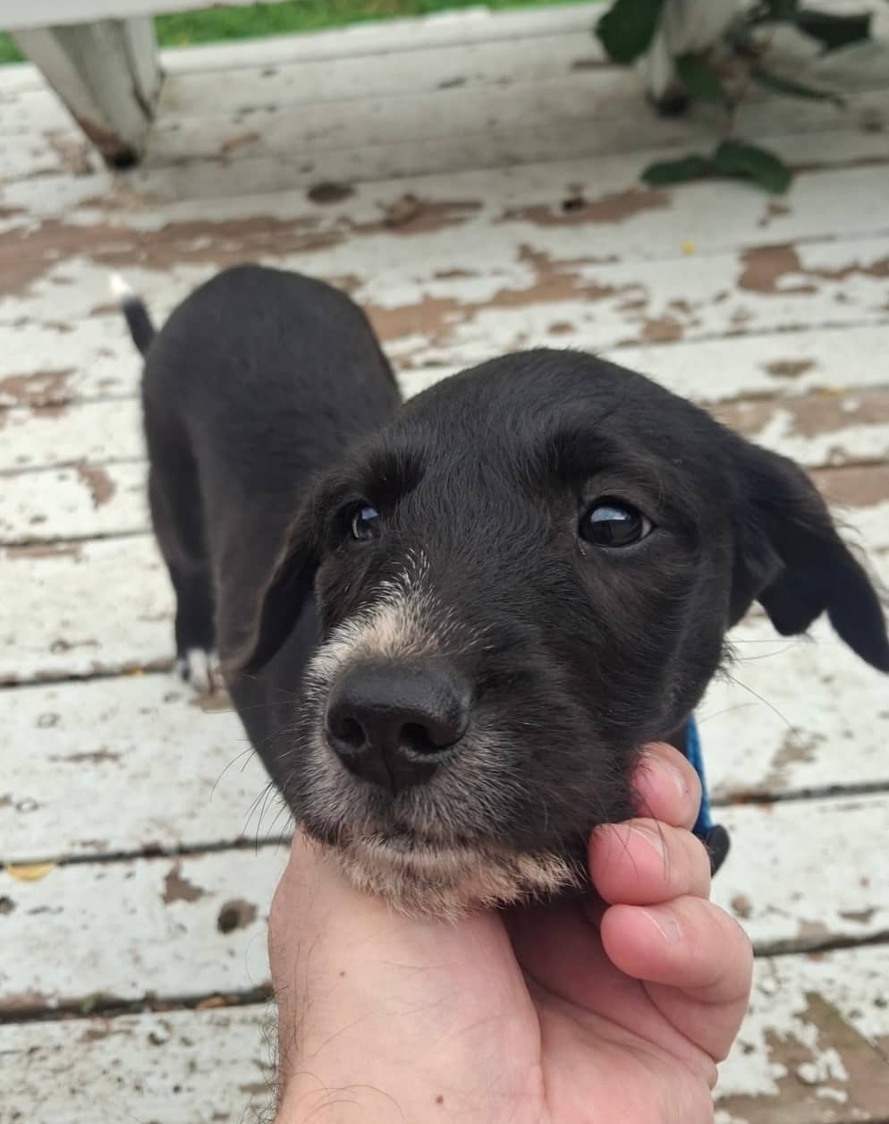 Chance - Lab Mix available for adoption at Bright Eyes Dog Rescue in Regina