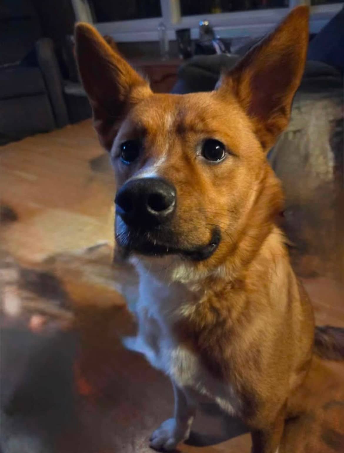 Remi - Australian Cattle Dog/Corgi Mix available for adoption at Bright Eyes Dog Rescue in Regina