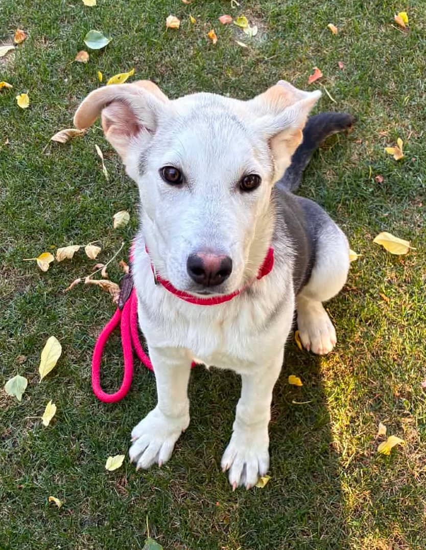 Patty - Husky/Lab Mix available for adoption at Bright Eyes Dog Rescue in Regina
