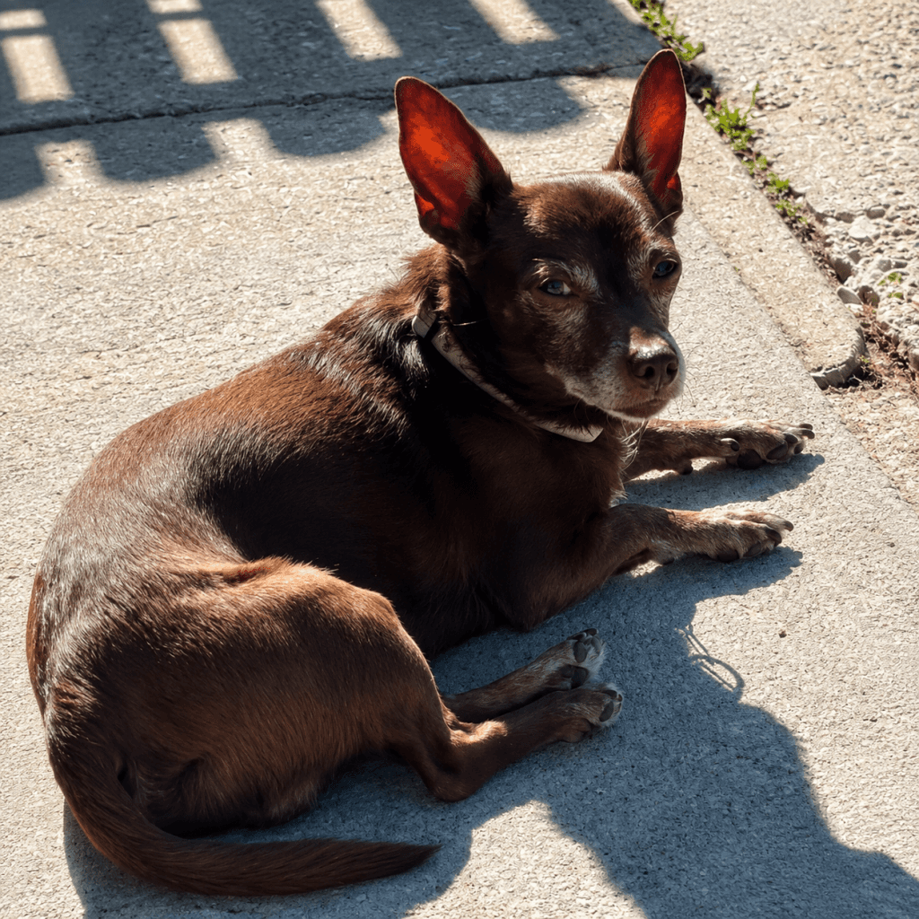 Jose - Chihuahua available for adoption in Manitoba
