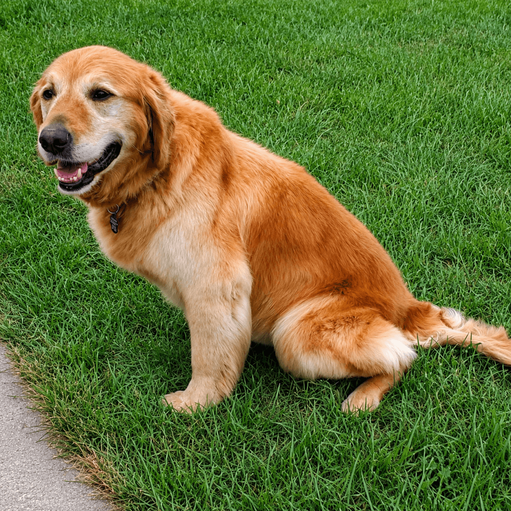 Eveline - Golden Retriever available for adoption in Calgary