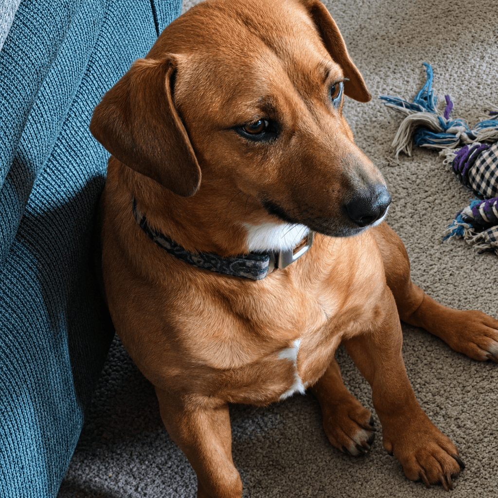 Meika - Dachshund Mix available for adoption at Before the Bridge in Winnipeg