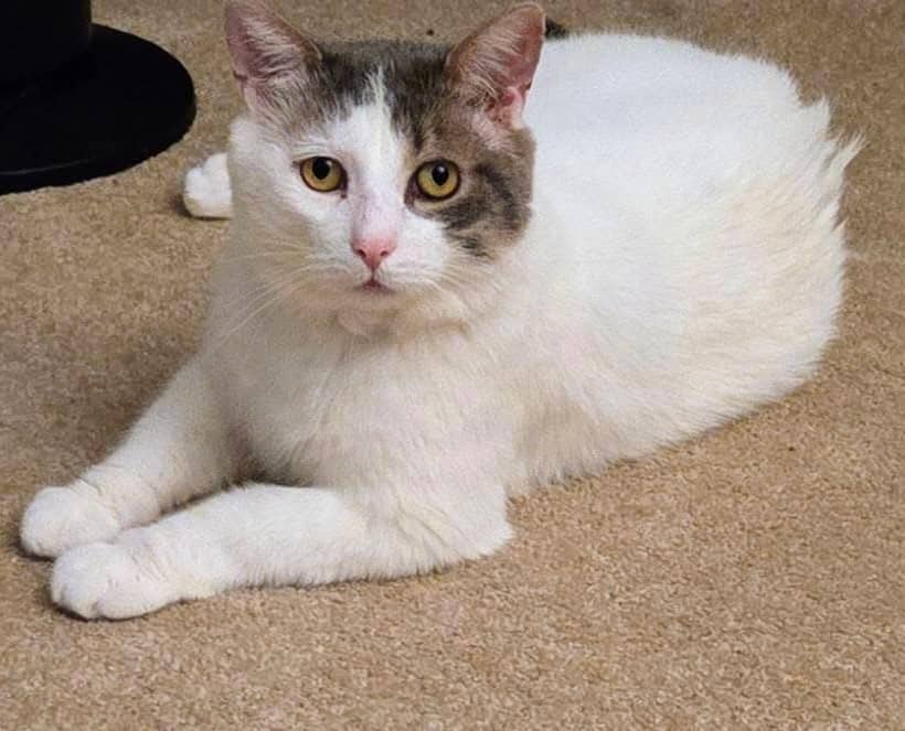 Dexter - Domestic Shorthair cat available for adoption at Biscuits and Purrs Cat Rescue in Ottawa
