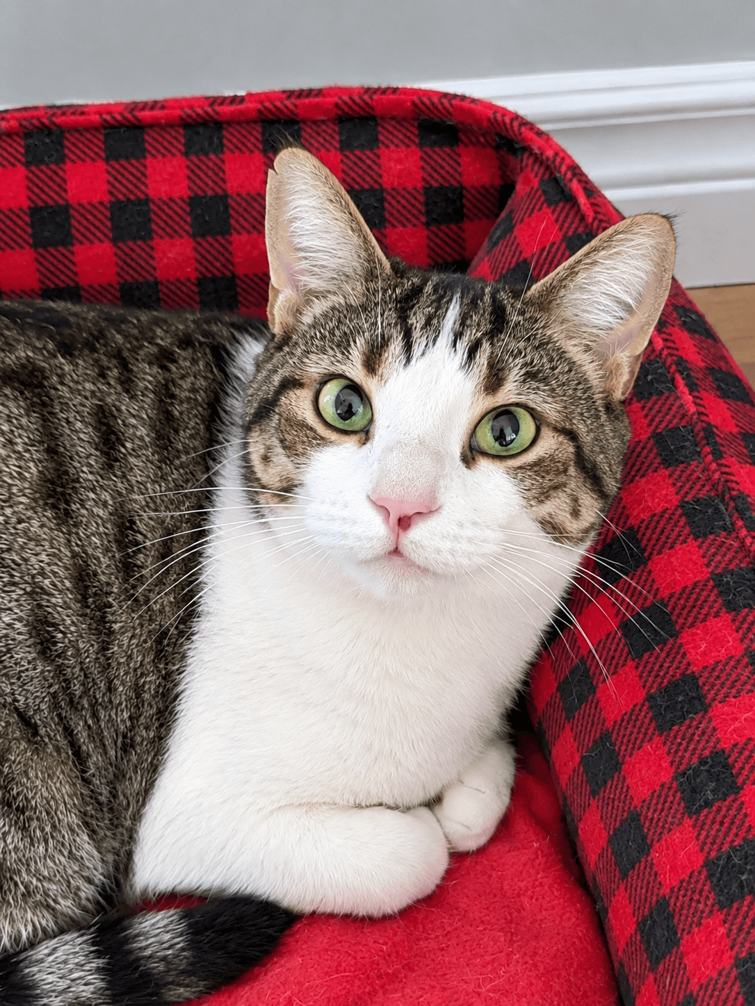 Olive - Domestic Shorthair available for adoption