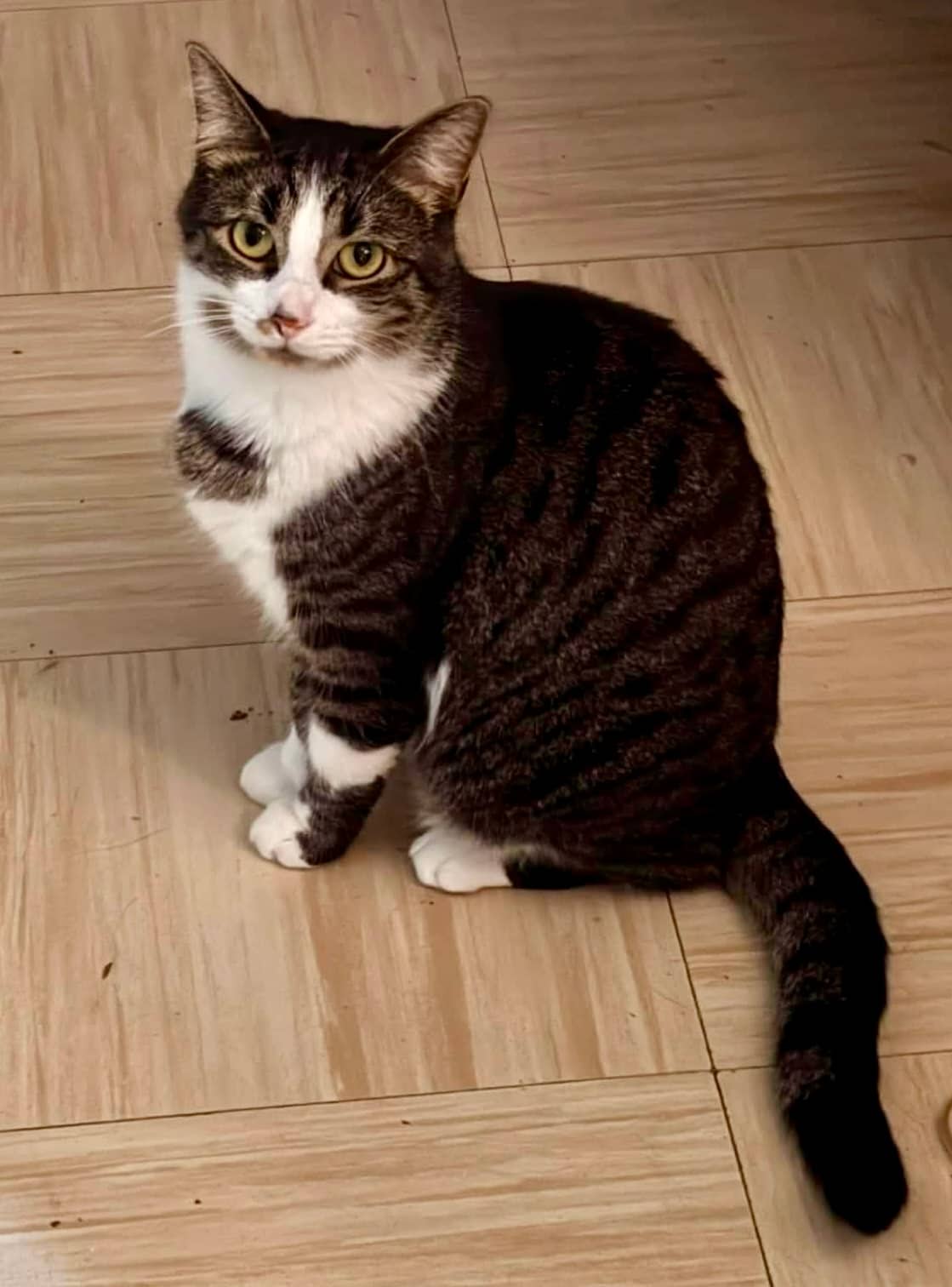 Tootsie - Domestic Shorthair cat available for adoption at Biscuits and Purrs Cat Rescue in Ottawa