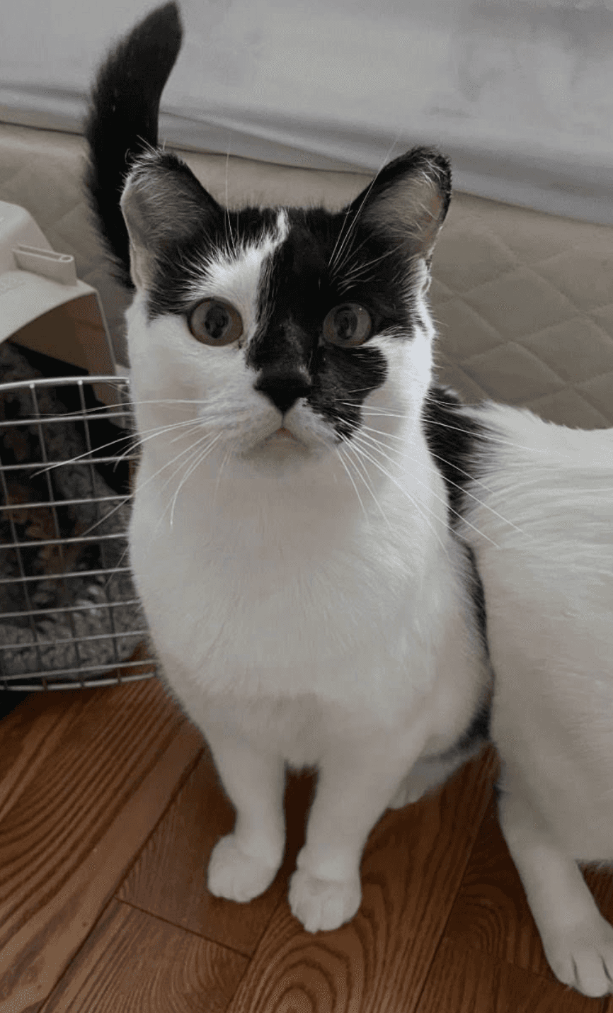 Brandy - Domestic Shorthair cat available for adoption at Biscuits and Purrs Cat Rescue in Ottawa