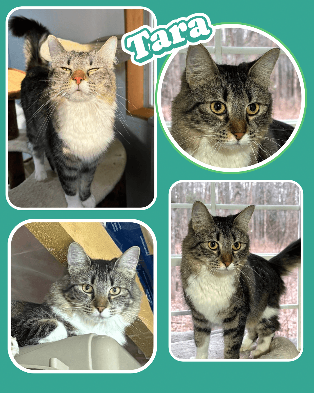 Tara - Domestic Shorthair cat available for adoption at Biscuits and Purrs Cat Rescue in Ottawa