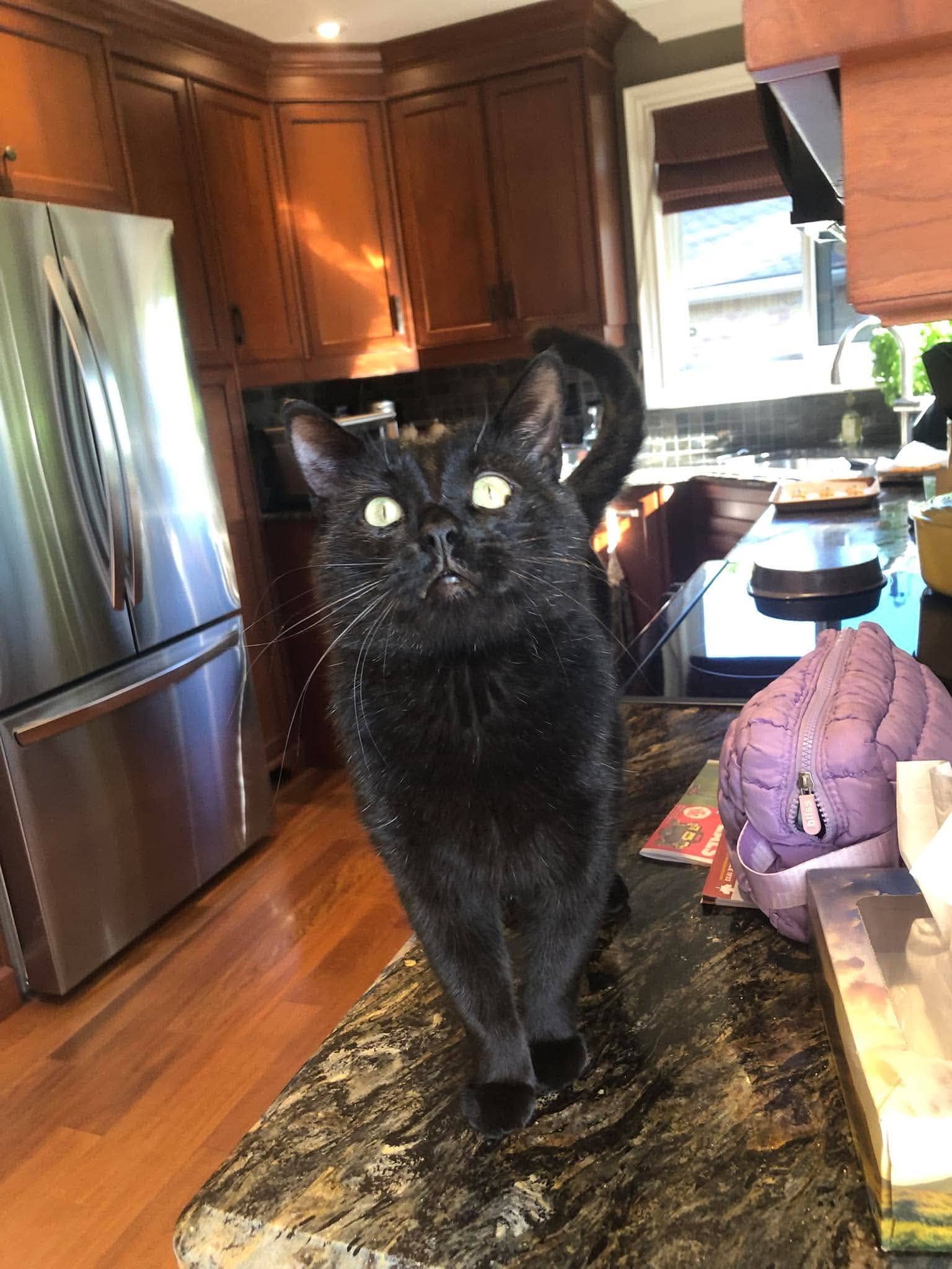 Tom - Domestic Shorthair cat available for adoption at Biscuits and Purrs Cat Rescue in Ottawa