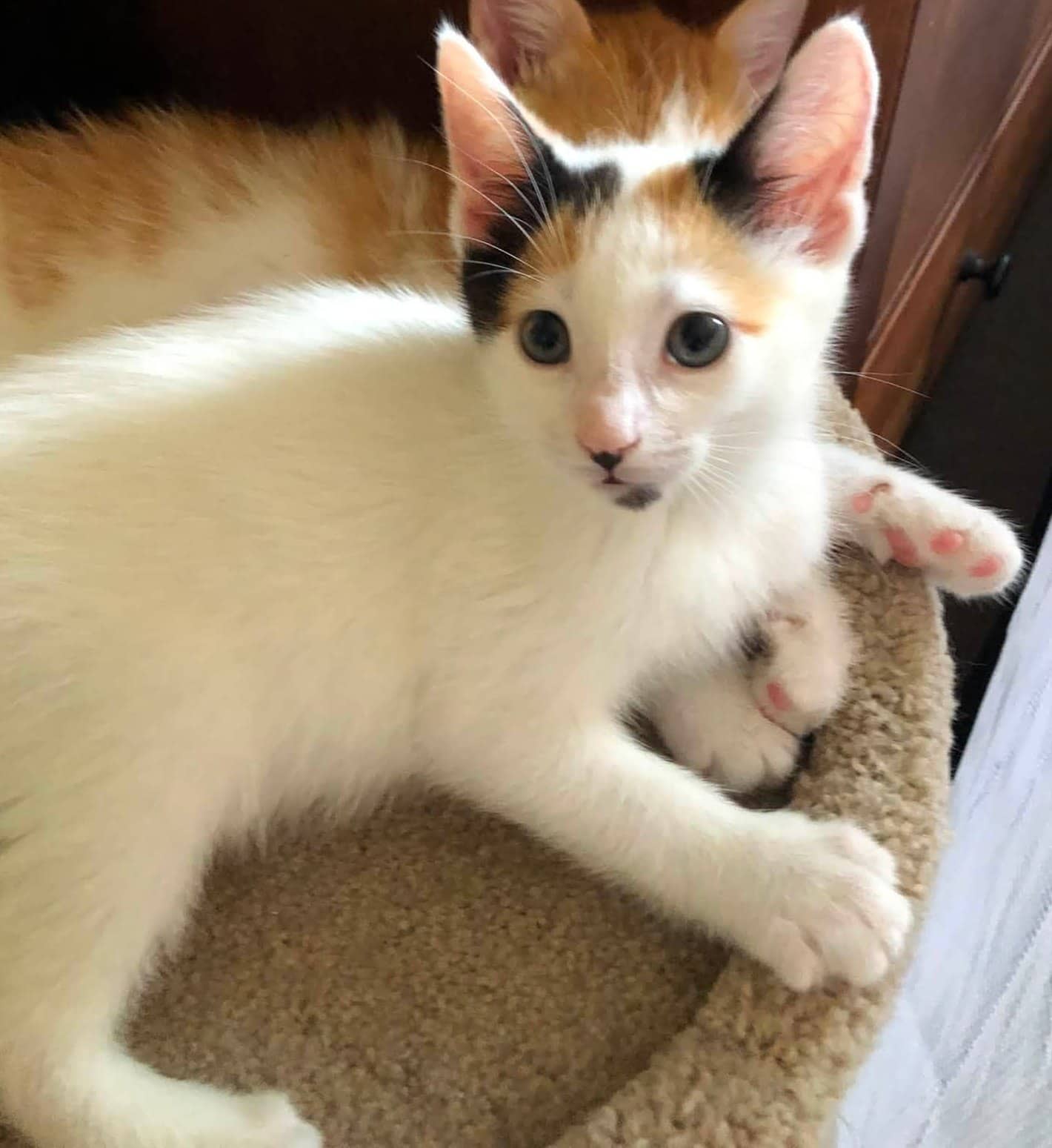 Dasha - Domestic Shorthair cat available for adoption at Biscuits and Purrs Cat Rescue in Ottawa