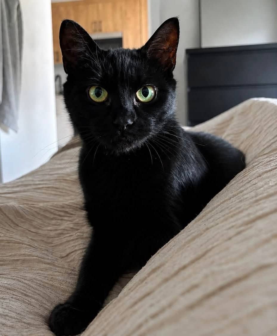Margot - Domestic Shorthair cat available for adoption at Biscuits and Purrs Cat Rescue in Ottawa