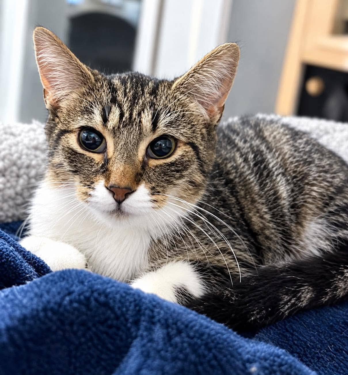 Blush - Domestic Shorthair available for adoption