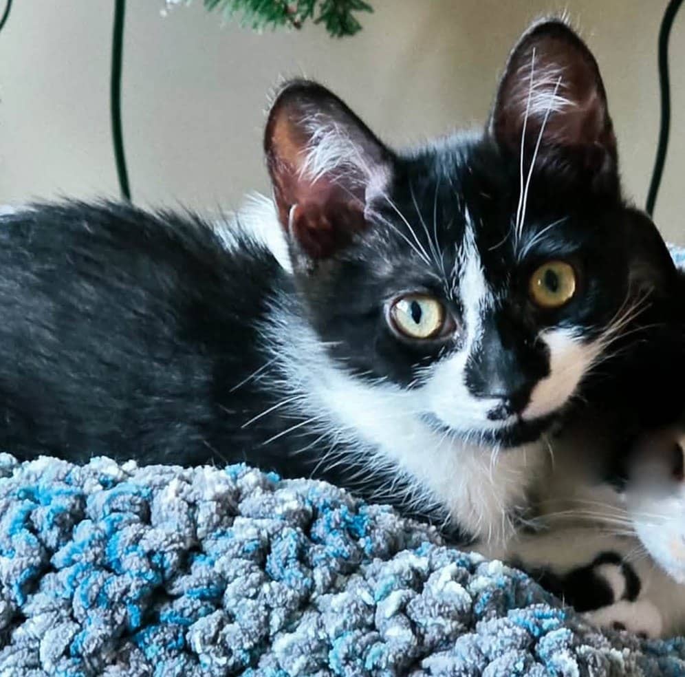 Corn - Domestic Shorthair cat available for adoption at Biscuits and Purrs Cat Rescue in Ottawa