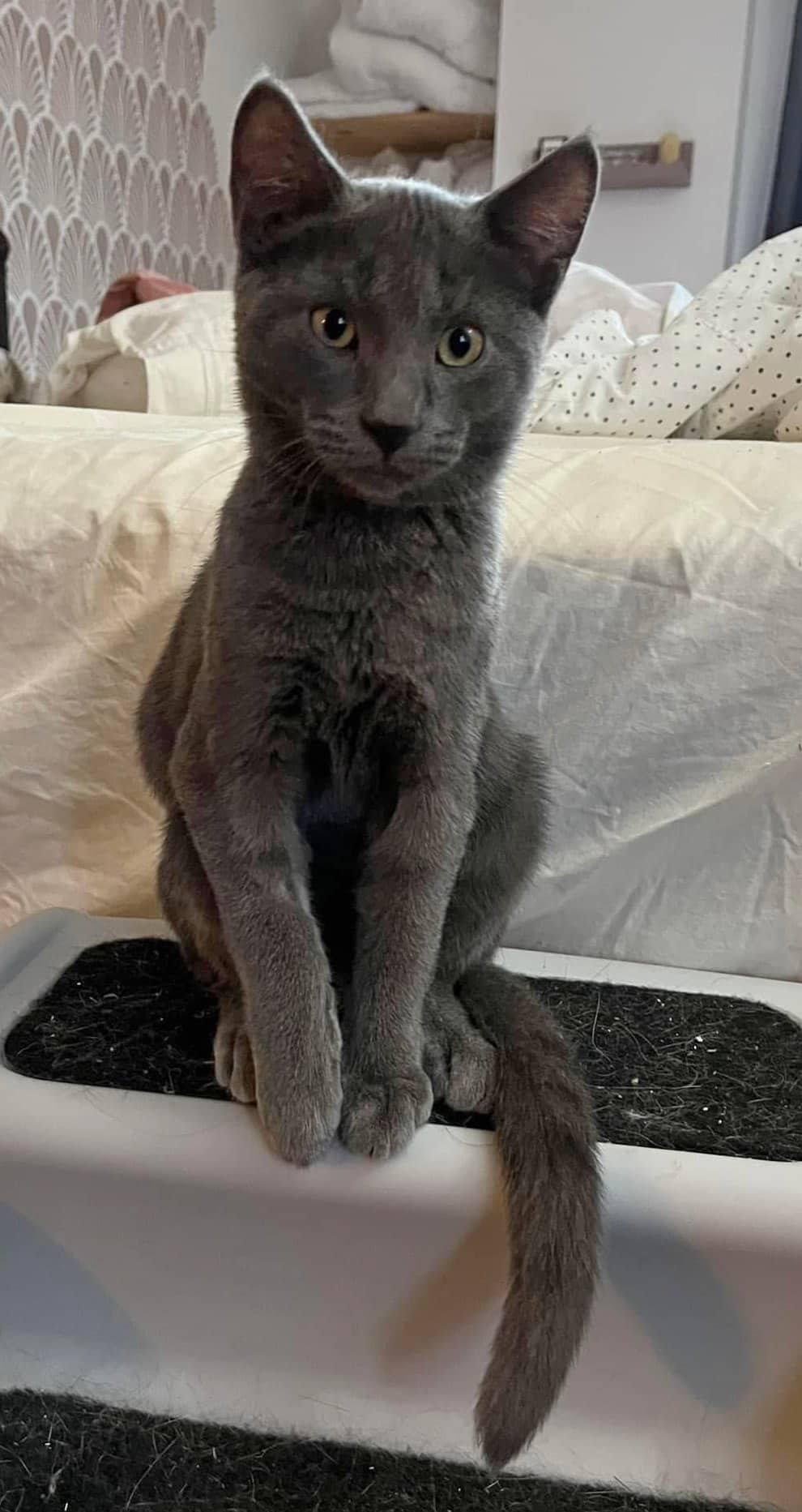 Desktop - Domestic Shorthair cat available for adoption at Biscuits and Purrs Cat Rescue in Ottawa