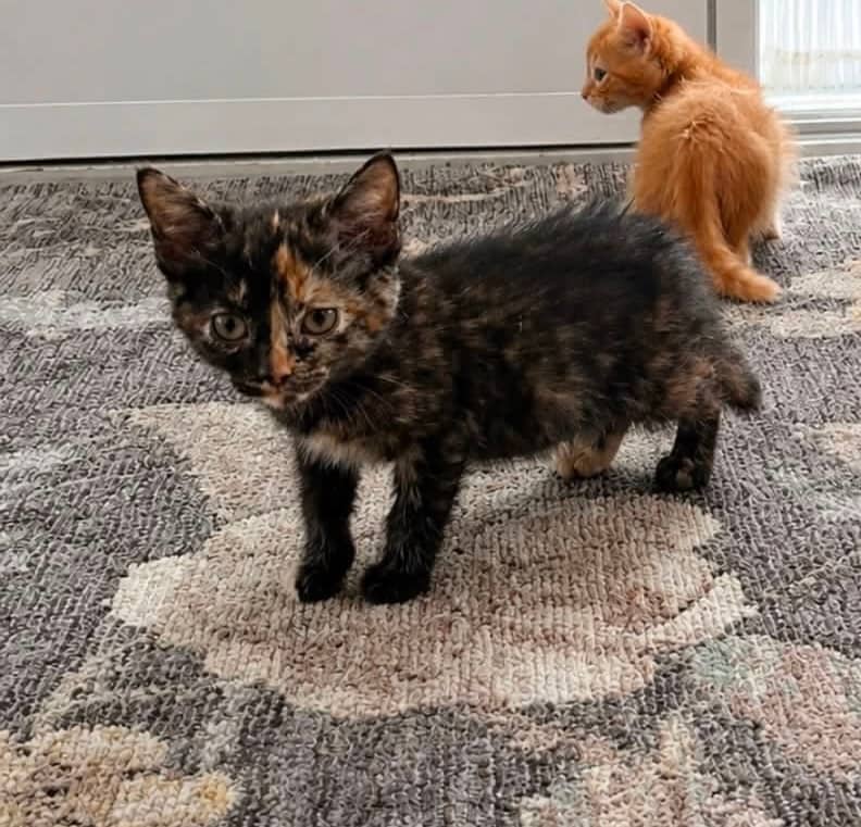 Zinnia - Domestic Shorthair cat available for adoption in Calgary