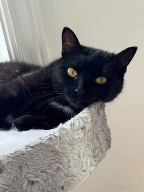 Maccoby - Domestic Shorthair cat available for adoption at Biscuits and Purrs Cat Rescue in Ottawa