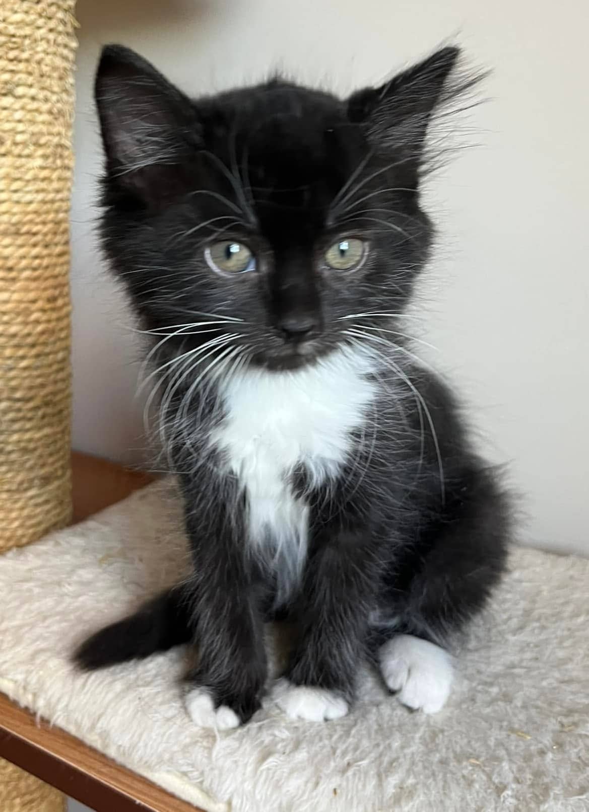 Toner - Domestic Shorthair cat available for adoption at Biscuits and Purrs Cat Rescue in Ottawa